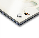 Mute Swan male Cygnus olor Acrylic print