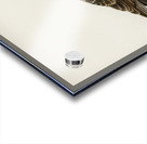 Pale Harrier Pallid Harrier female Circus macrourus Acrylic print