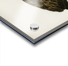 White-tailed eagle Acrylic print