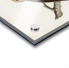 Marsh Harrier Circus aeruginosus Acrylic print