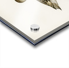 Northern Pintail Anasdafila acuta Acrylic print