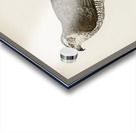 Goshawk female Accipiter gentilis Acrylic print