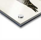 Parasitic jaeger Stercorarius parasiticus Acrylic print