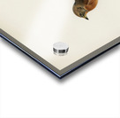 Brambling Fringilla montifringilla Acrylic print