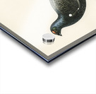 Black grouse Lyrurus tetrix Acrylic print