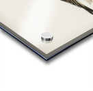 Tawny pipit Anthus campestris Acrylic print