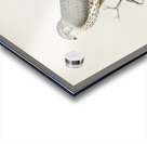 Tawny pipit Anthus campestris Acrylic print