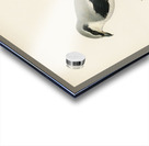 Great Grey Shrike Lanius excubitor Acrylic print