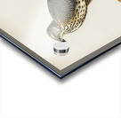 Goshawk Accipiter gentilis Acrylic print