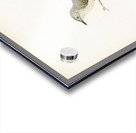 Tree warbler Hypolais hipolais Acrylic print