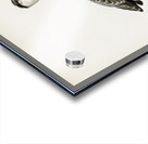 Gray heron Ardea cinerea Acrylic print