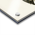 Greater Scaup Scaup female Nyroca marila Acrylic print