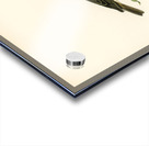 Garden warbler Sylvia borin Acrylic print