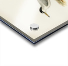 Little tern Sterna albifrons Acrylic print