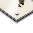 Little Ringed Plover Charadrius dubius Acrylic print