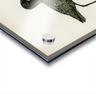 Spotted redshank Totanus erythropus Acrylic print