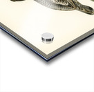 Hazel grouse Tetrastes Bonasia Acrylic print