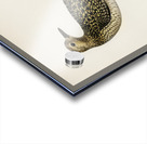 European Golden-Plover charadrius pluvialis apricarius Acrylic print