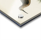 Great black-backed gull LARUS MARINUS Acrylic print