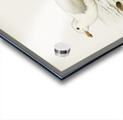 Glaucous gull ♂ Larus hyperboreus Acrylic print