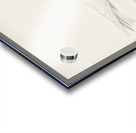 Ivory gull Pagophila eburnea Acrylic print