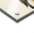 Little gull Larus minutus Acrylic print