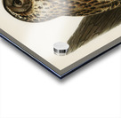 Little gull Larus minutus Acrylic print