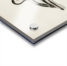 Pied avocet Recurvirostra avosetta Acrylic print