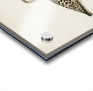 Grey plover Squatarola squatarola Acrylic print