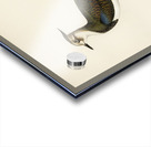 Nortnern lapwing vanellus vanellus Acrylic print