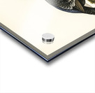 Black grouse Lyrurus Tetrix Acrylic print