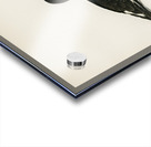 Eurasian oystercatcher ♀ Haematopus ostralegus Acrylic print