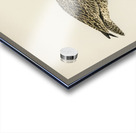 Eurasian curlew numenius arquatusf Acrylic print