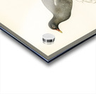 Common moorhen gallinula chloropus Acrylic print