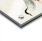 Arctic tern Sterna paradisaea Acrylic print