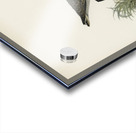 Little stint tringa minuta Acrylic print