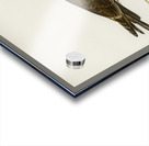 Pomarine jaeger Stercorarius pomarinus Acrylic print