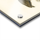 Water rail Rallus aquaticus Acrylic print