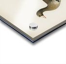 Greater White-fronted Goose Anser albifrons Acrylic print