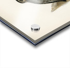 Merlin male Falco aesalon Acrylic print