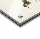 Red-necked Phalarope lobipes lobatus Acrylic print