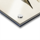 Kentish Plover charadrius alexandrinus ♂ Acrylic print