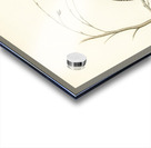 Black grouse Lyrurus tetrix Acrylic print