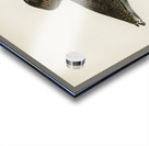 Ruff Pavoncella pugnaxr Acrylic print