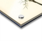 Barred warbler ♂ Sylvia nisoria Acrylic print