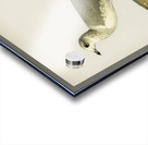 Common gull Larus canus Acrylic print