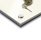 Jack snipe Lymnocryptes minimus Acrylic print