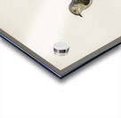 Pied Flycatcher Muscicapa atricapilla Acrylic print