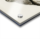 Hen Harrier male Circus cyaneus Acrylic print