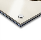 Oriental turtle dove ♀ Streptopelia orientalis Acrylic print